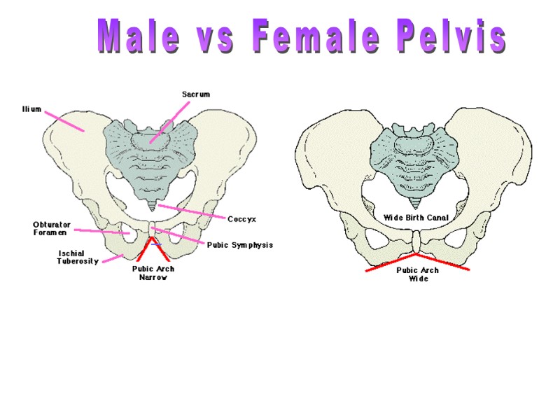 >Male Pelvic Girdle           